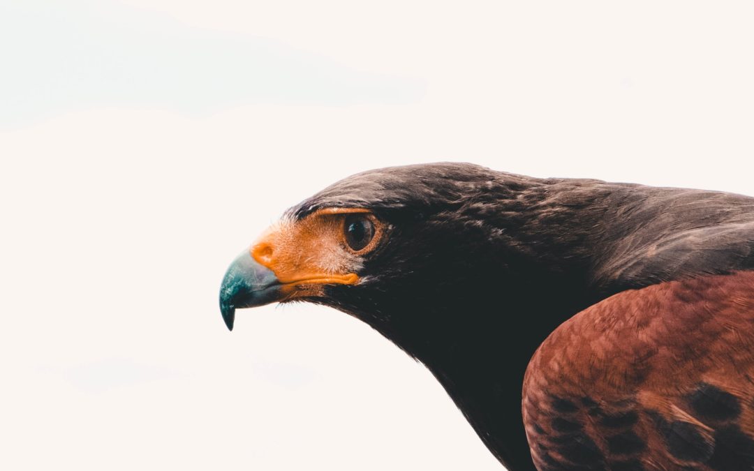How to make innovation soar: The bird model