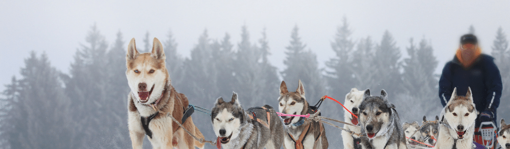 Portfolio Navigator® Software Update, image of musher with sled dogs